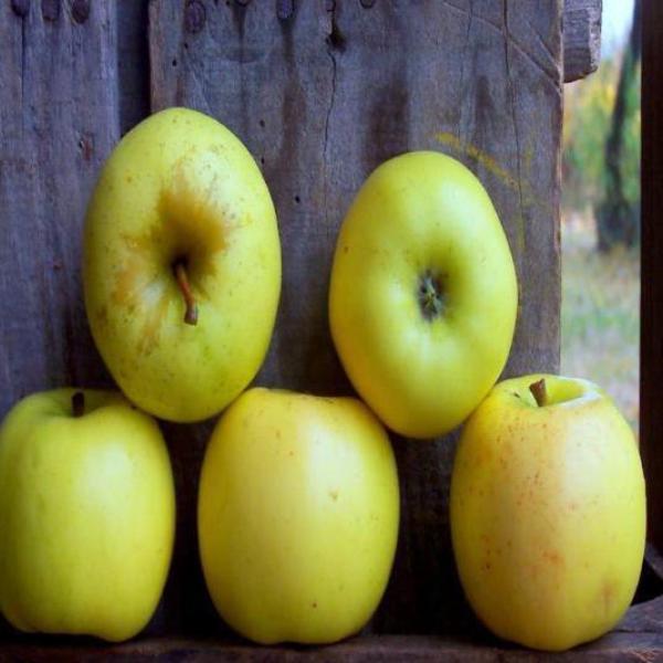 Dwarf Golden Delicious Apple Trees for Sale