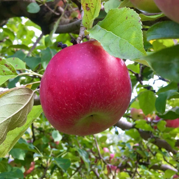 Cortland Apple Tree for Sale, Cold Hardy Apples