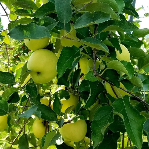 Golden Delicious Apple Tree