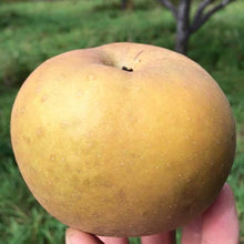 Zabergau Reinette