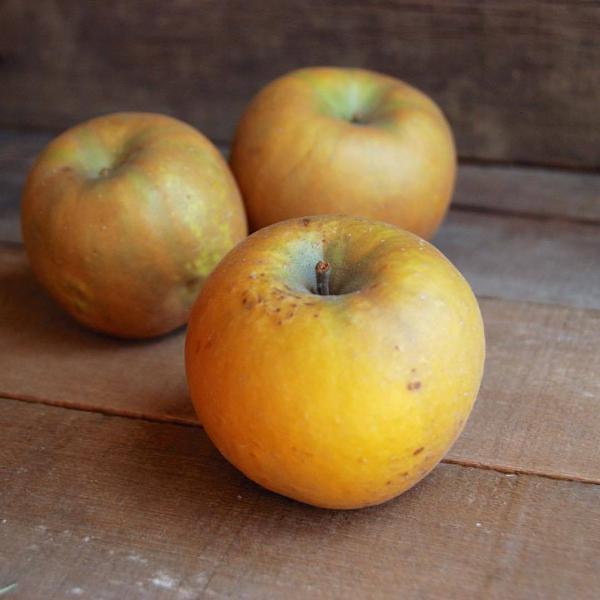 Golden Russet Apples Information and Facts