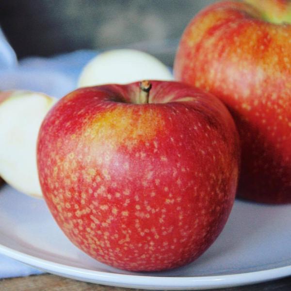 Esopus Spitzenburg – Heritage Farm & Fruit Trees