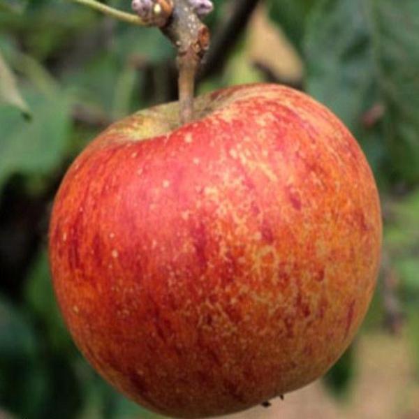 Cox s Orange Pippin