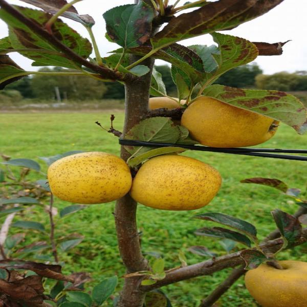 Pitmaston Pineapple