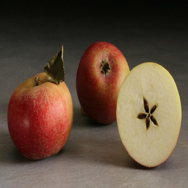 リリパットレーン　APPLES `N’ PEARS Lilliput Lane APPLES N PEARS 2001 L2502 - ミニチュアハウス