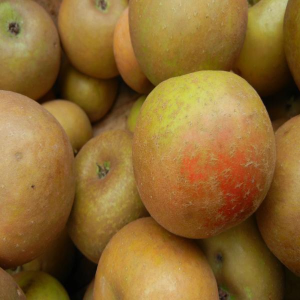 Ashmead's Kernel – Heritage Farm & Fruit Trees