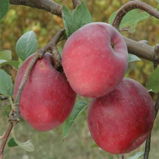 Enterprise Heritage Farm & Fruit Trees