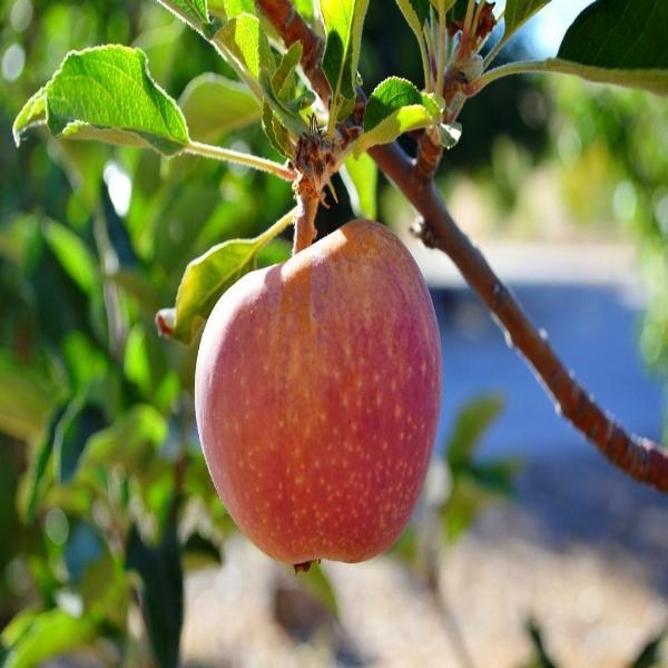 Hawkeye Red Delicious – Heritage Farm & Fruit Trees